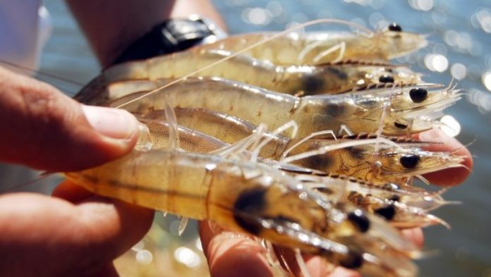 Pescadores de Veracruz afectados por la ampliación de la veda del camarón