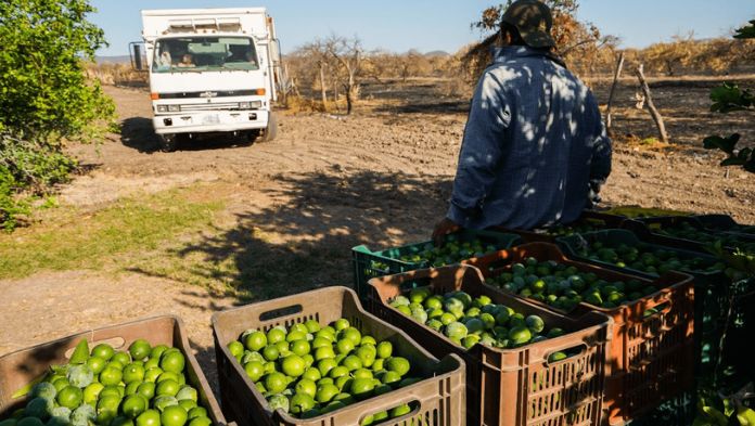 Ejército, Guardia Nacional y Policía Estatal protegen a limoneros en Michoacán: AMLO