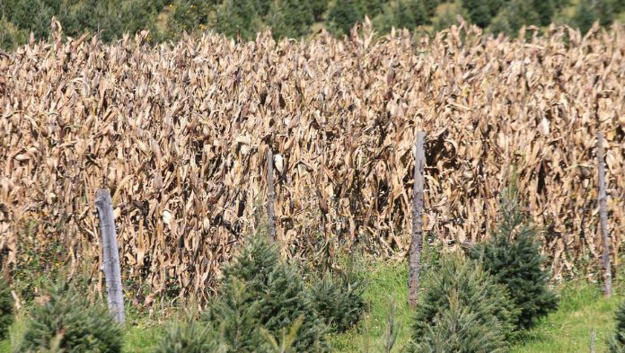 Prevén productores desabasto de alimentos por la fuerte sequía