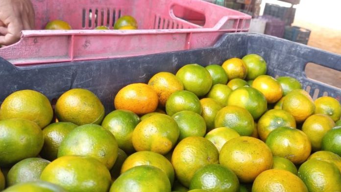 Producción de naranja en Veracruz en crisis por cambio climático