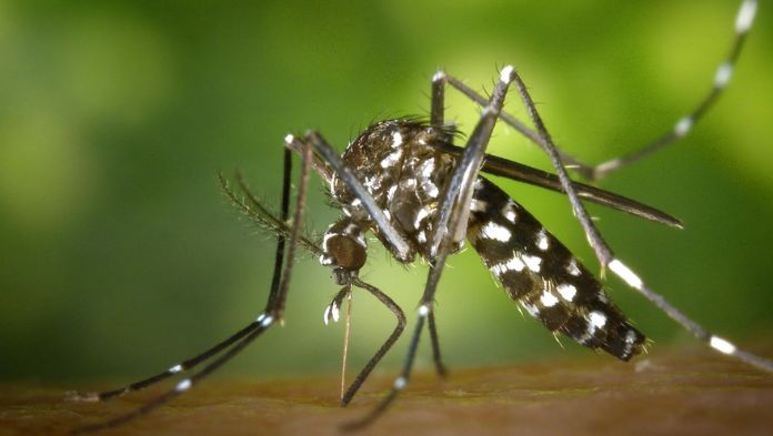 Aumentan el dengue, en una semana confirman casi 6 mil casos