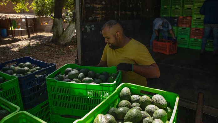 EU deja inspecciones de aguacates en manos del gobierno de México