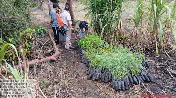 Recibe municipio de Santiago Tuxtla 2700 árboles maderables para reforestar