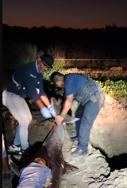 Encuentran delfin muerto cerca de Antón Lizardo