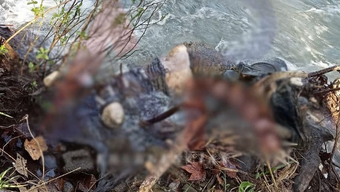 Hallan cu€rpø de una persona flotando en el río blanco de Ciudad Mendoza