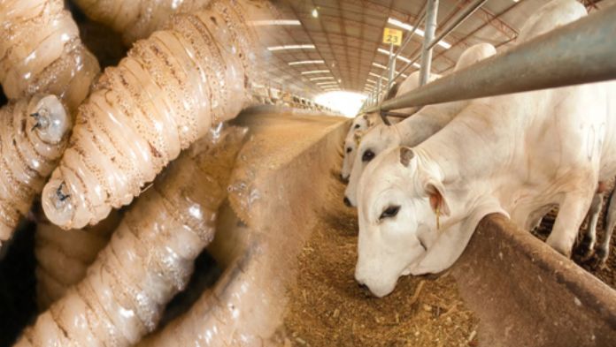 Detectan ganado infectado con gusano barrenador en México; EU suspende importaciones