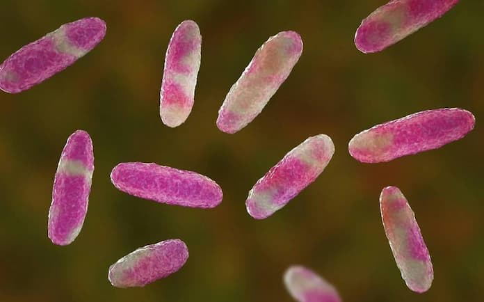 Secretaría de Salud emite Alerta Epidemiológica por bacteria; provoca infección en el torrente sanguíneo