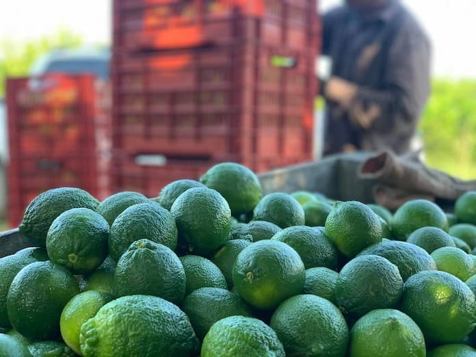 Titular de la Sedarpa desestima crisis del limón persa