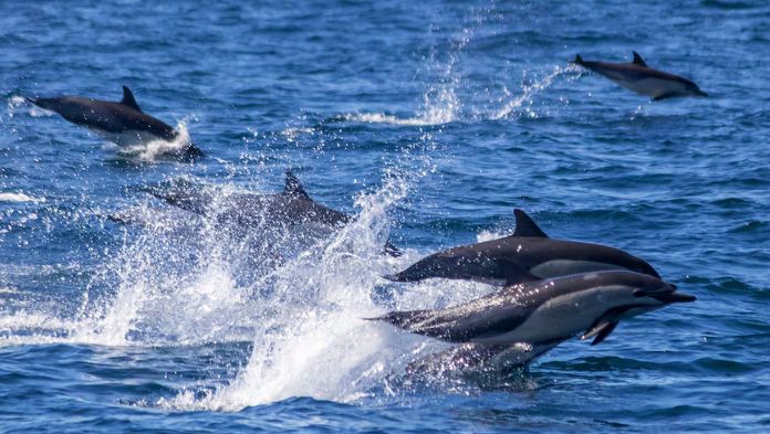 Delfines dan positivo a fentanilo en el Golfo de México