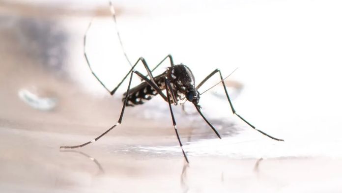México acumula 20 mil 931 casos por dengue
