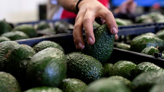 Sedarpa descarta relación entre crimen y cultivo de aguacate