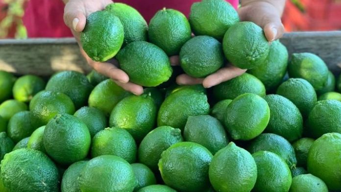 Baja el precio del limón persa: Sedarpa