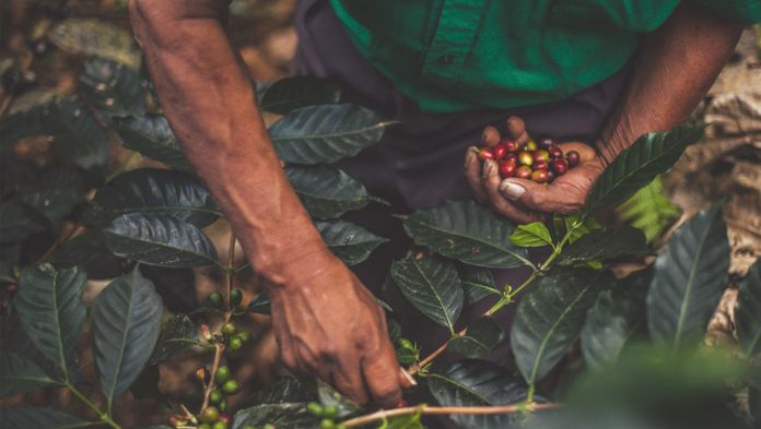 Productores acusan anomalías en programa federal de café soluble