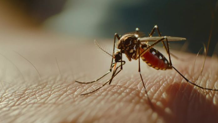 Veracruz, tercer lugar nacional con más de 8 mil casos confirmados de dengue
