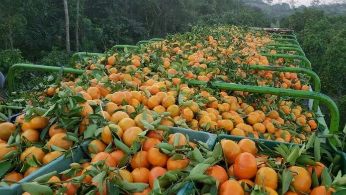 Garantizada la producción de naranja en 2025: Sedarpa