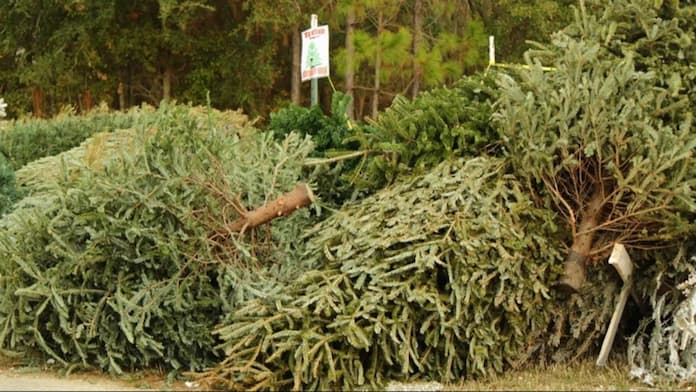 Inicia Sedema Eco Navidad 2025 con meta de más de 12 mil árboles reciclados
