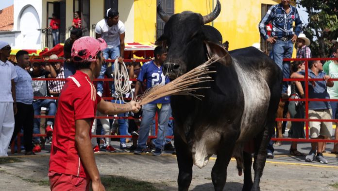 Sanción hasta de 24 mil pesos a quien maltrate toros en Tlacotalpan