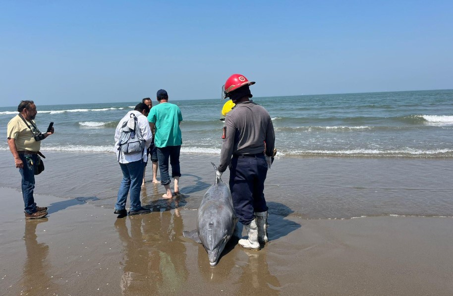 Halla delfín muerto en playa de Coatzacoalcos; el tercero en el sur de Veracruz
