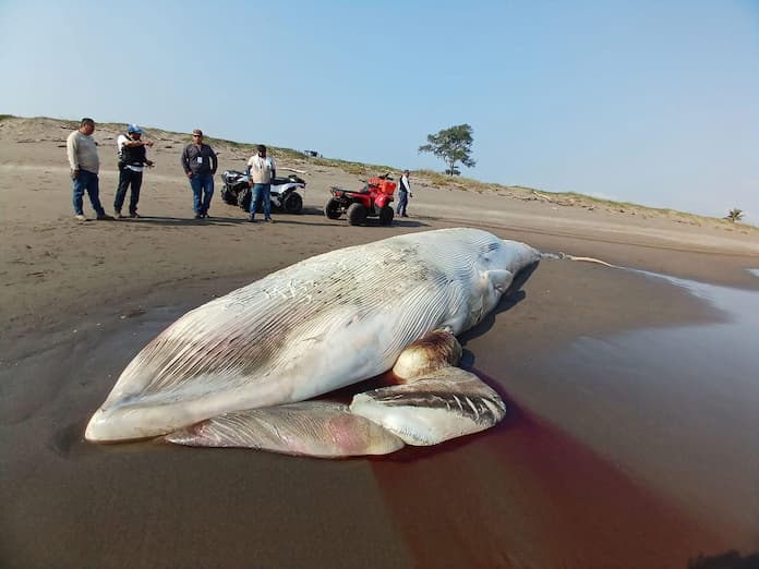 Hallan ballena en playa de Nautla