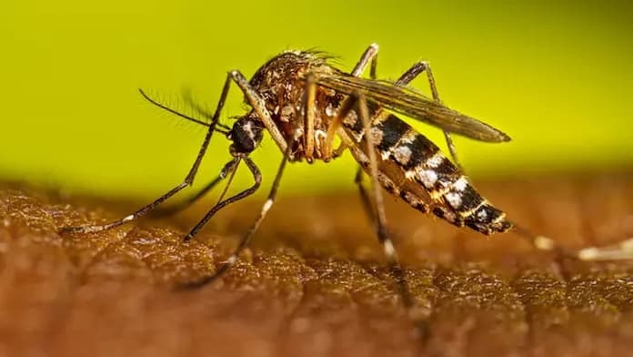 Veracruz, segundo estado con más casos de dengue en el país