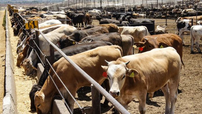 México reactiva exportación de ganado bovino en pie a Estados Unidos