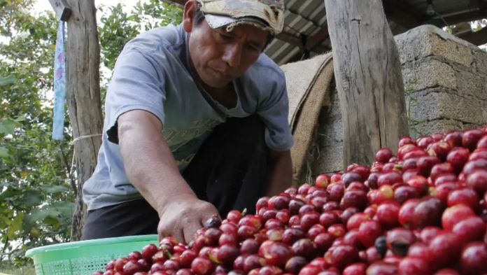Cafetaleros de Coatepec piden a Claudia Sheinbaum regular precio del café en favor de productores