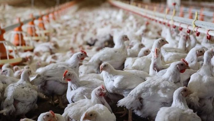 Suspenden construcción de granja avícola en Actopan por posible impacto ambiental