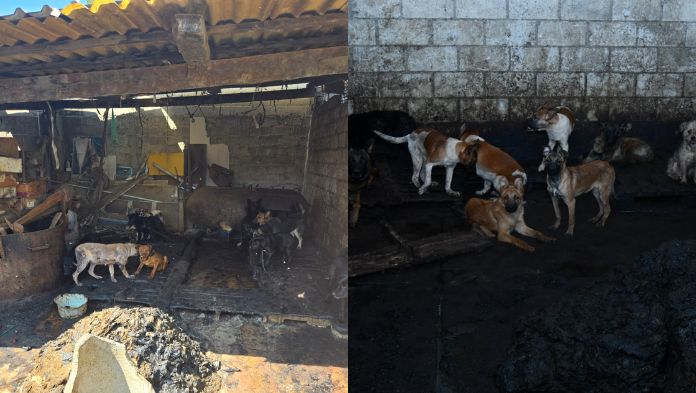 Aseguran carnicería en el Edomex por presuntamente vend3r carn3 de perro