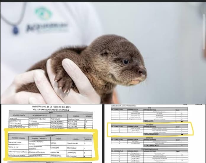 Earth Mission denuncia la desaparición de otro tiburón y 2 nutrias del acuario de Veracruz