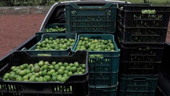 Cierran empacadoras de limón en Apatzingán por extorsiones