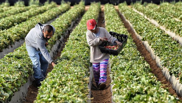 Anuncia Trump aranceles a productos agrícolas desde abril