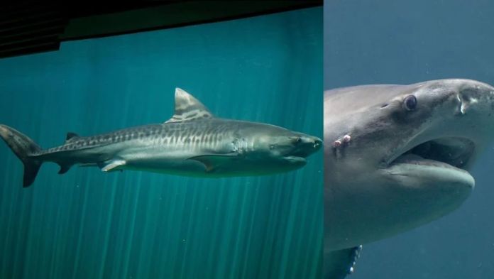 Muere ‘Benito’, tiburón tigre emblemático del Acuario de Veracruz: Earth Mission