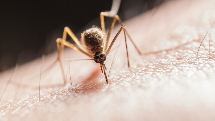 Veracruz confirma 301 casos de dengue en 2025 y se investigan fallecimientos