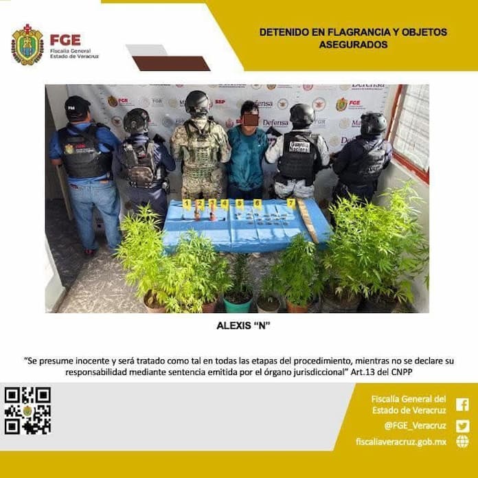 Cae sujeto con macetas de marihuana, en San Andrés Tuxtla