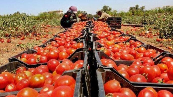 Trump impone un arancel del 20,91% a los tomates de México desde julio