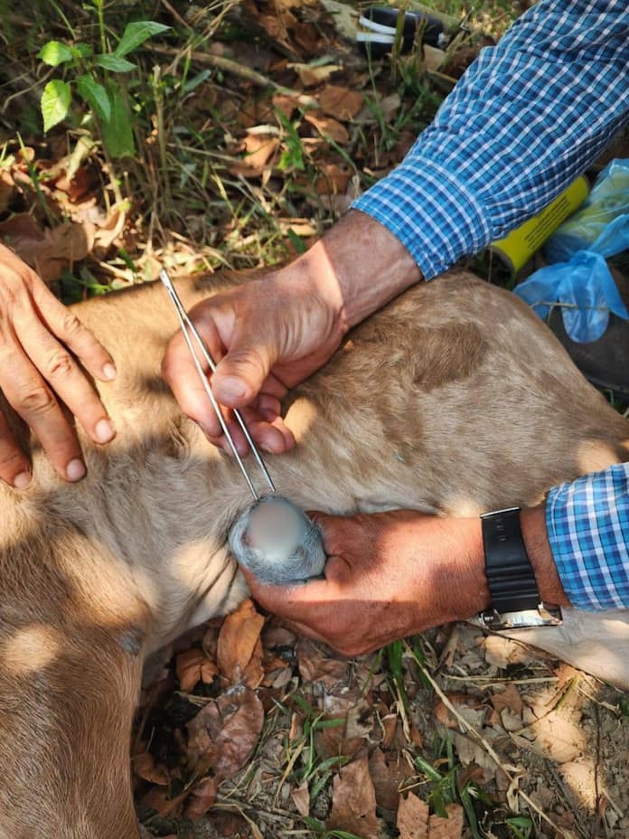 Detectan primer caso de gusano barrenador en hato de Las Choapas