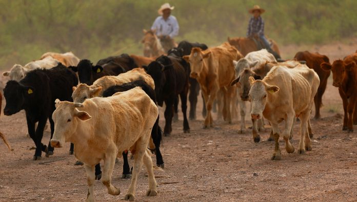 EE. UU. suspende importaciones de ganado vivo desde México por brote de gusano barrenador