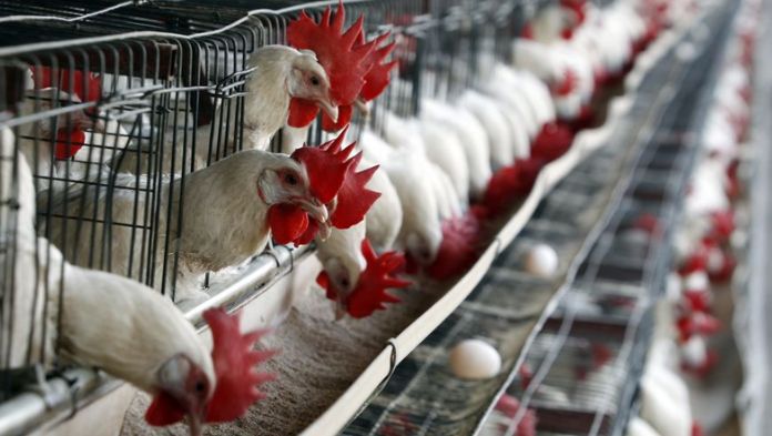 Suspende México importación de productos avícolas de Brasil por gripe aviar