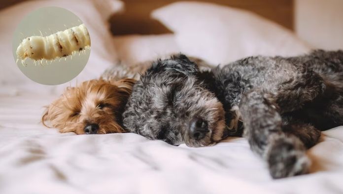 OMS confirma en México casos de gusano barrenador en perros