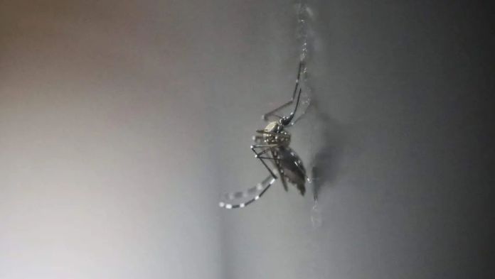 Veracruz acumula 558 casos confirmados de dengue en 2025