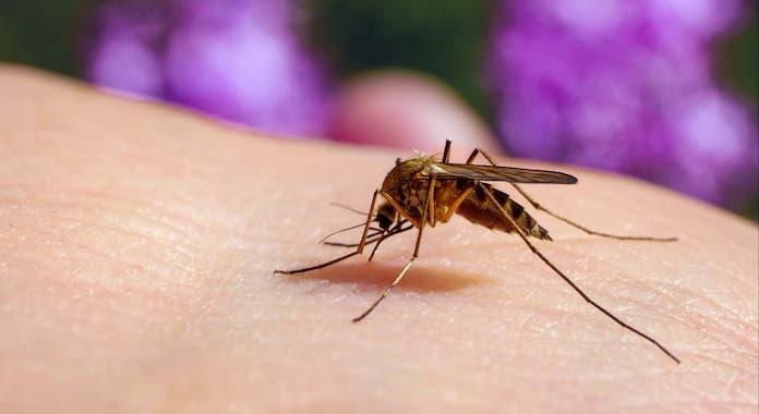 Ssa anuncia desarrollo de vacuna contra el dengue