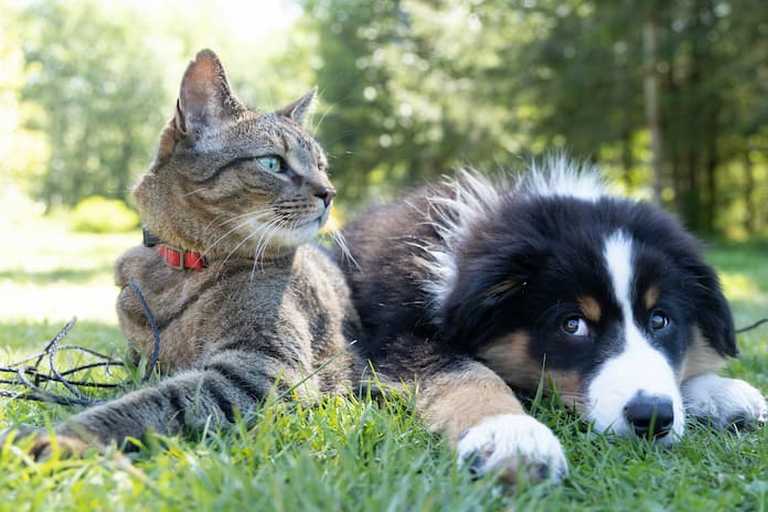 ¿Obligatorio una CURP de mascotas?; plazo para sacar la RUAC vence este junio