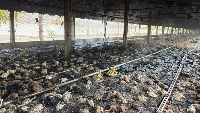 Incendio en granja avícola de Cotaxtla deja más de 3 mil 500 aves muertas