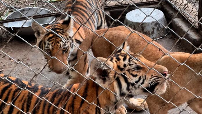 Rescatan a 75 animales del maltrato en Unidad de Manejo al norte de Veracruz; hay jaguares, tigres y leones