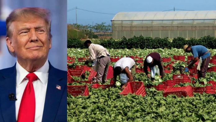 Trump frena cacería de migrantes en granjas y hoteles
