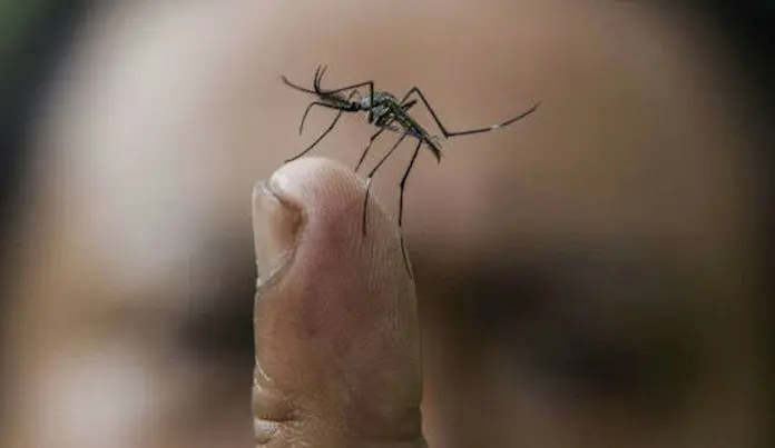Alertan sobre repunte del dengue en Veracruz con la llegada de lluvias