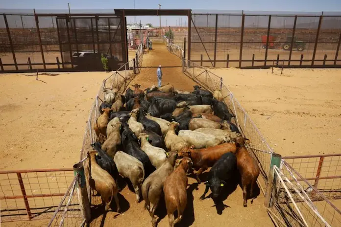 Tras dos meses de cierre por gusano barrenador, México retoma exportación de ganado a EU