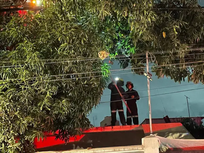 Hombre muere electrocutado al cortar mangos de un árbol