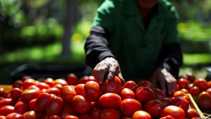 Gobierno mexicano busca ampliar exportación de jitomate a otros mercados, ante cuota del 17.9% de EU