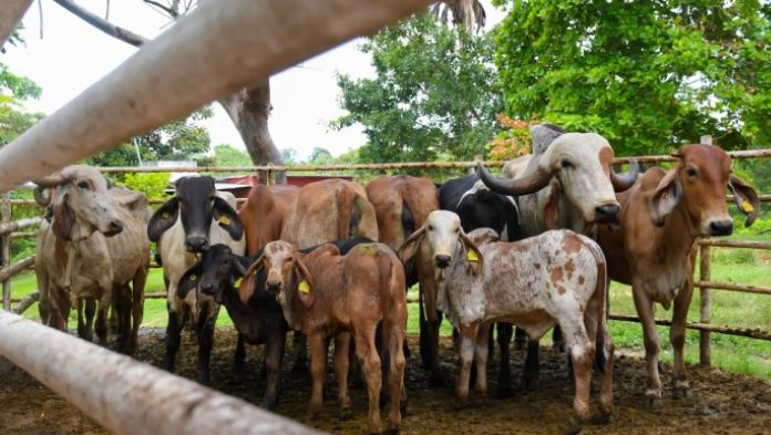 Senasica causó la propagación del gusano barrenador: Productores